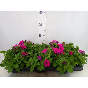 Petunia  'Sunpleasure Purple'