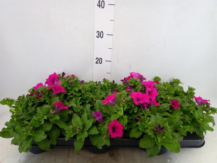 <h4>Petunia  'Sunpleasure Purple'</h4>