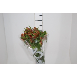 ALSTROEMERIA CHEERIO 080 CM