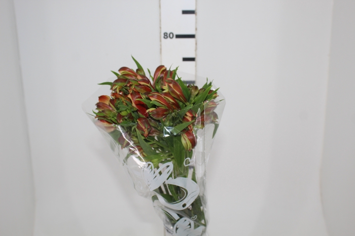 <h4>ALSTROEMERIA CHEERIO 080 CM</h4>