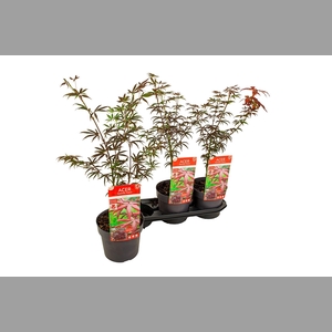ACER PALMATUM