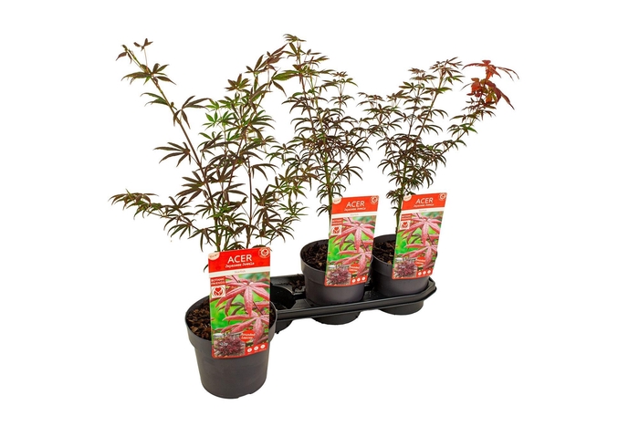 <h4>ACER PALMATUM</h4>
