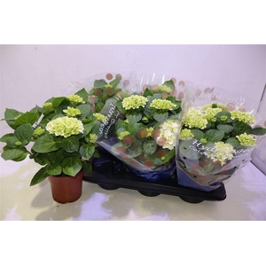 arr8 Hydr M Hi White Sun