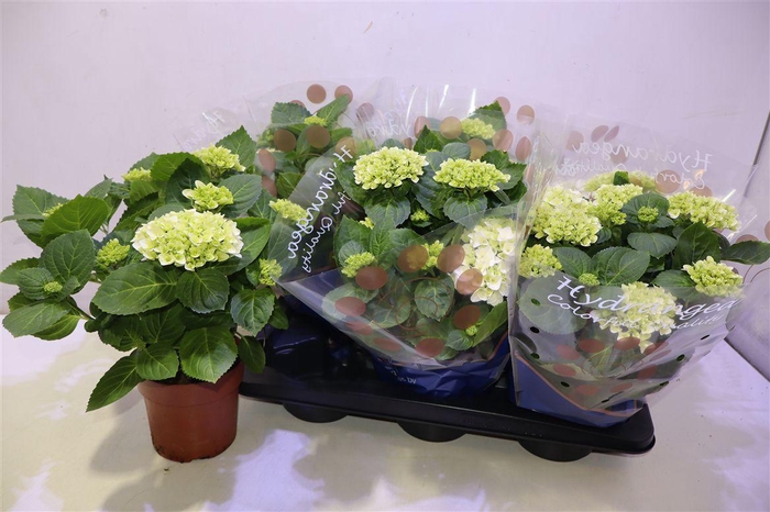 <h4>arr8 Hydr M Hi White Sun</h4>