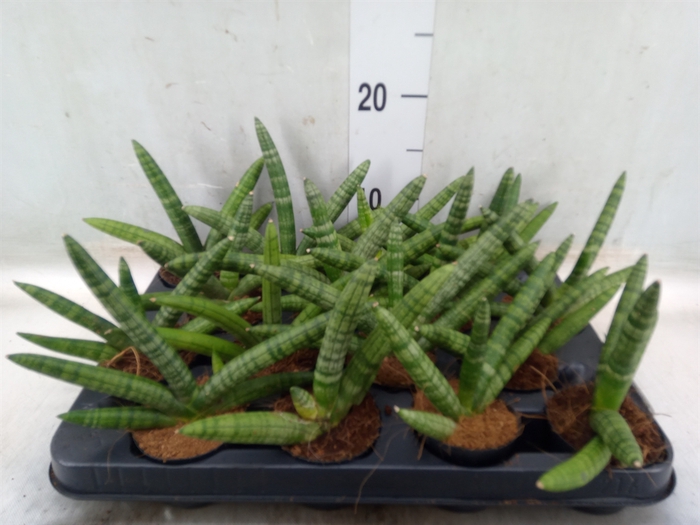 <h4>Sansevieria cyl. 'Skyline'</h4>