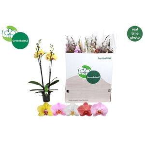 PHAL GEM 5 KL
