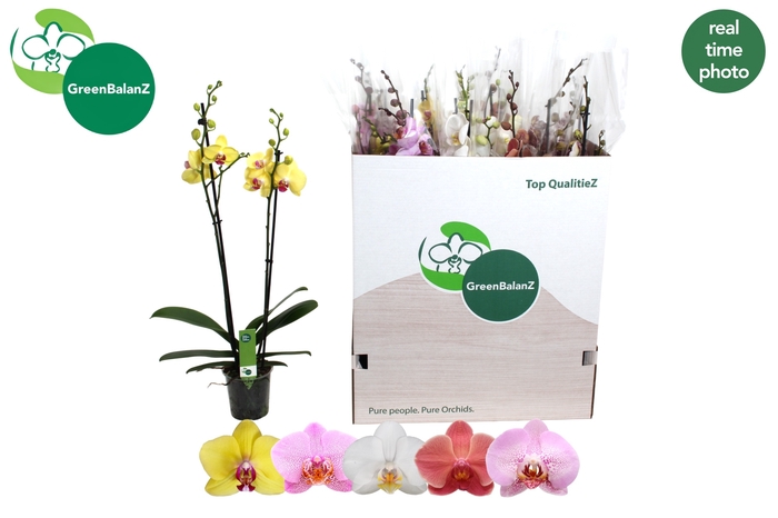 <h4>PHAL GEM 5 KL</h4>