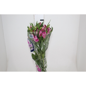 ALSTROEMERIA STRATUS 080 CM