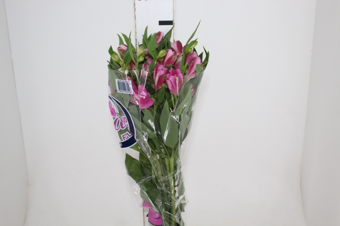 <h4>ALSTROEMERIA STRATUS 080 CM</h4>