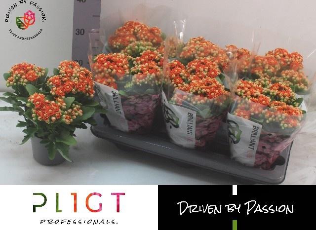 <h4>KAL GE MF GENEVA</h4>