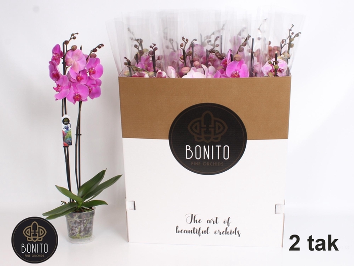 <h4>PHAL GEM 7 KL</h4>