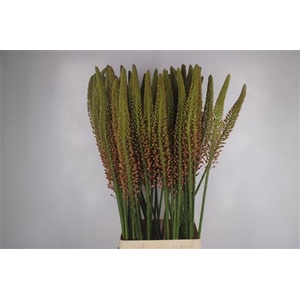 Eremurus Orange Cleopatra