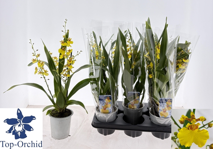 <h4>ONCIDIUM OV</h4>