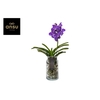 Vanda hybriden