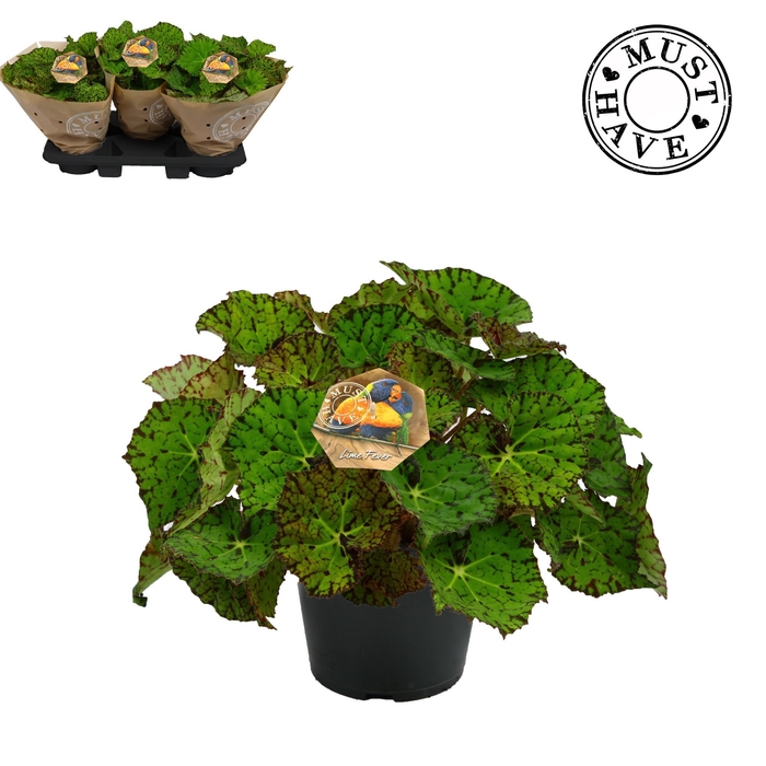 <h4>Bladbegonia Rex 17 Lime Fever Must Have</h4>
