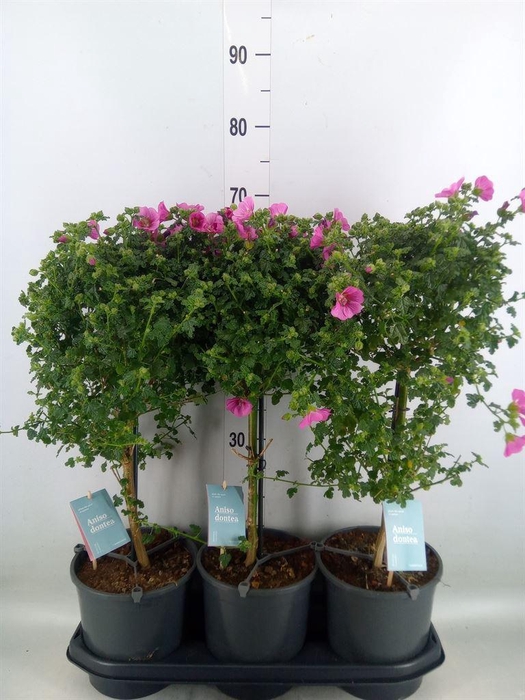 <h4>Anisodontea capensis 'Elega Prince'</h4>