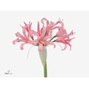 Nerine Helene