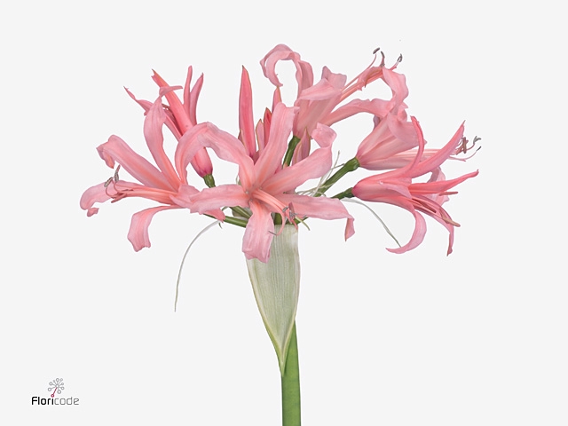 Nerine Helene