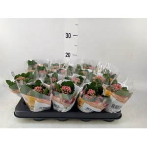 Kalanchoe blos. 'RosDon Nando'