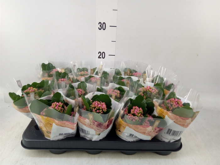 <h4>Kalanchoe blos. 'RosDon Nando'</h4>