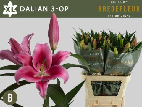 <h4>LI OT DALIAN 3+</h4>