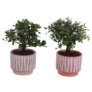 Bonsai Indoor Mix Ø 9cm Ball Shape in Ø11cm Ceramic NT667