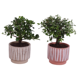 Bonsai Indoor Mix Ø 9cm Ball Shape in Ø11cm Ceramic NT667