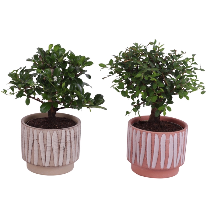 <h4>Bonsai Indoor Mix Ø 9cm Ball Shape in Ø11cm Ceramic NT667</h4>