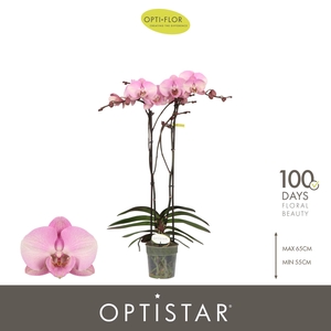 Optistar Madonna 2 spike