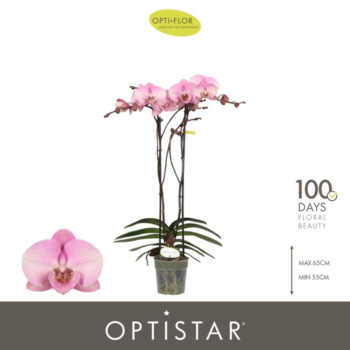 <h4>Optistar Madonna 2 spike</h4>