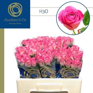 R GR H3O 50