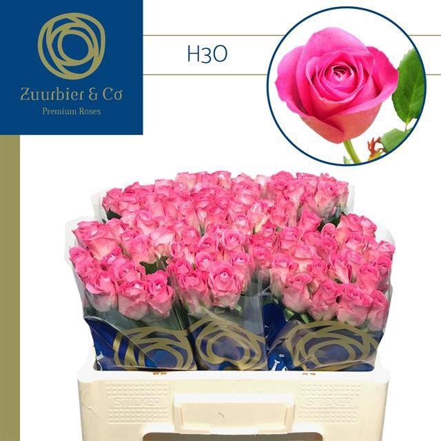 <h4>R GR H3O 50</h4>