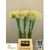 Allium Nigrum