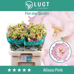 Lisianthus do alissa pink