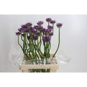 Allium Gladiator