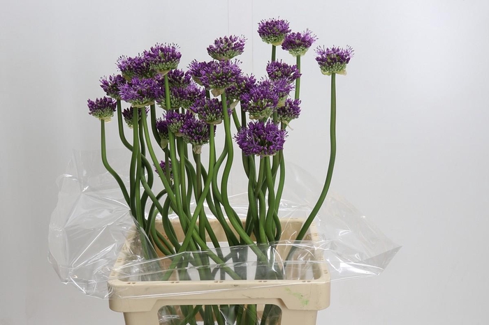 <h4>Allium Gladiator</h4>