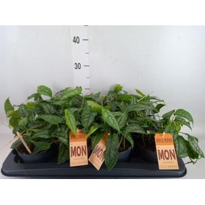 Monstera siltepecana