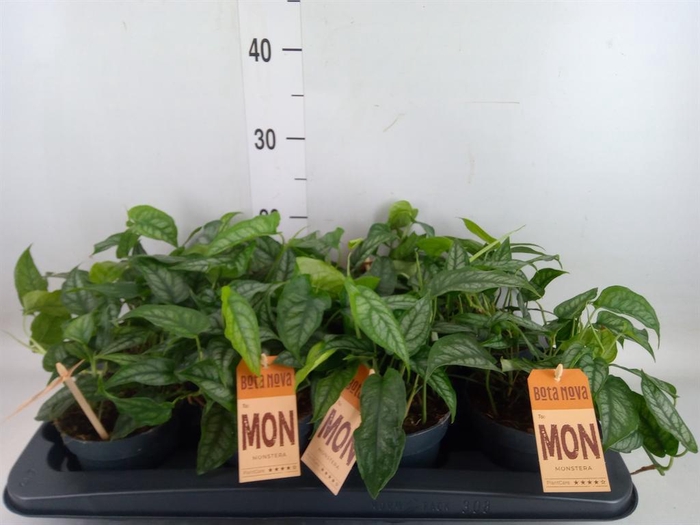 <h4>Monstera siltepecana</h4>