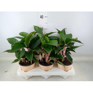 Aglaonema   ...