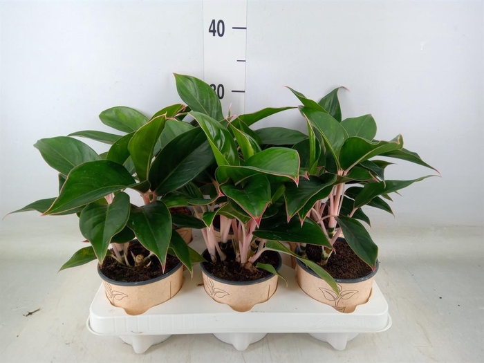 <h4>Aglaonema   ...</h4>