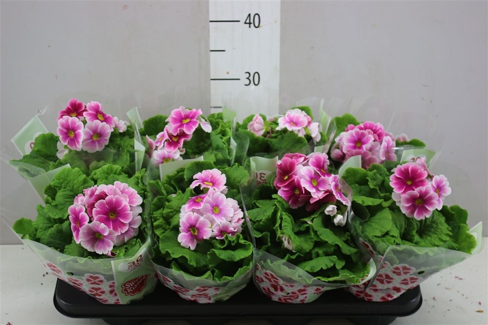 <h4>Primula Ob Tm Red White</h4>