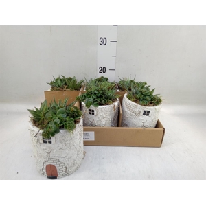 Arr.   Kamerplant Groen L%