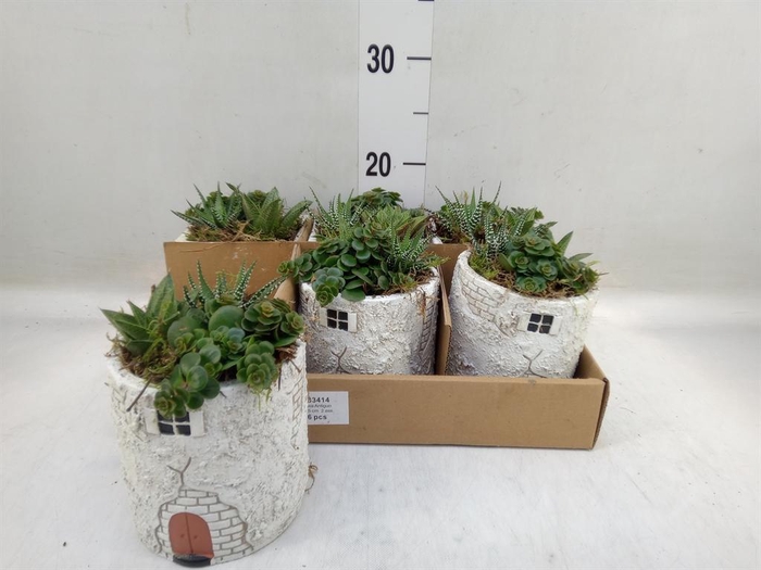 <h4>Arr.   Kamerplant Groen L%</h4>