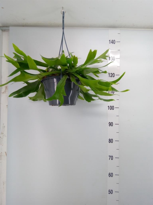 <h4>Platycerium bifurc.</h4>