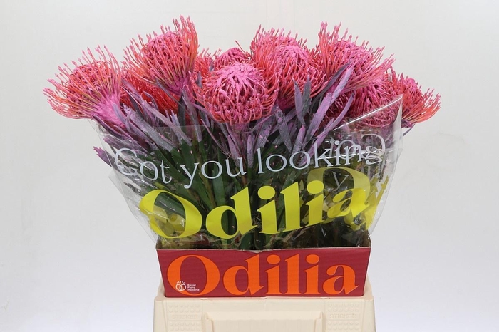 <h4>LEUCO NUTANS PAINTED PINK H%*</h4>