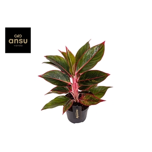 Aglaonema Jungle Red