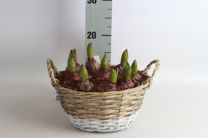 <h4>ARR HYACINTH</h4>