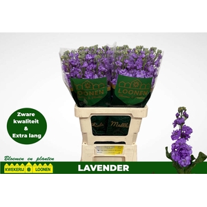 MATTH MILLA LAVENDER