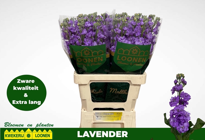 <h4>MATTH MILLA LAVENDER</h4>