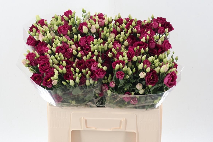 <h4>Eus G Rosi Red</h4>